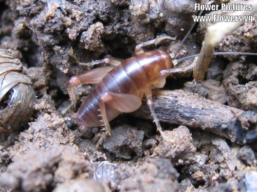 [cflowers4281[3].jpeg]